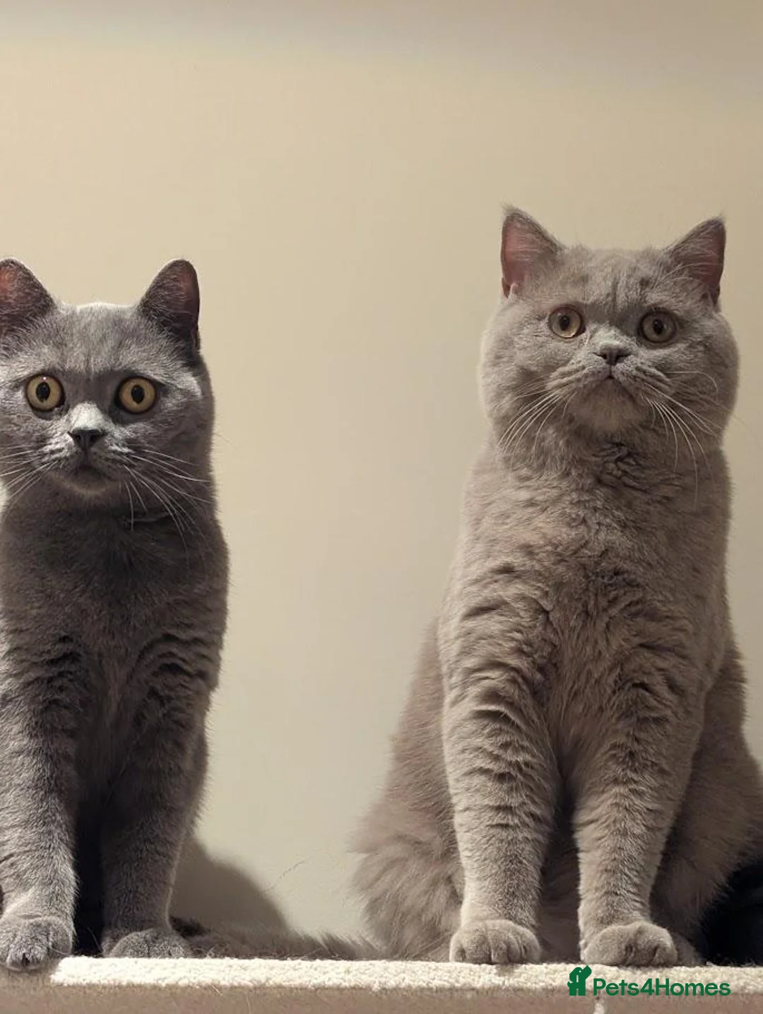 British Shorthair cats for sale: Beautiful Blue British Shorthair- Ready to collect - Advert 25