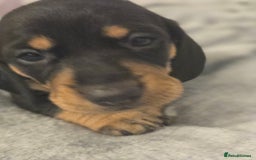 Miniature Dachshund dogs for sale: Miniature dacshund pups for sale - Image 25