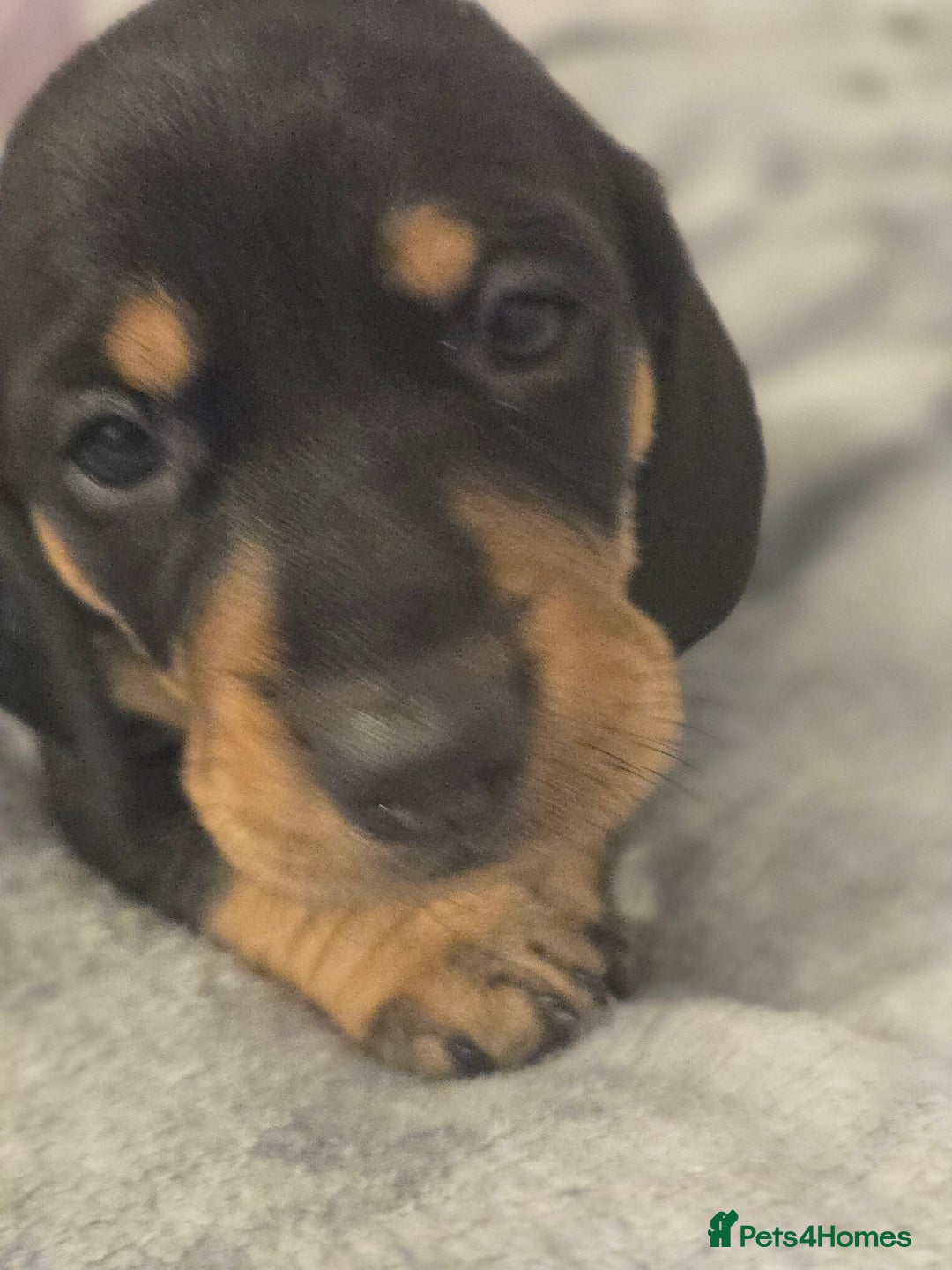 Miniature Dachshund dogs for sale: Miniature dacshund pups for sale - Image 25