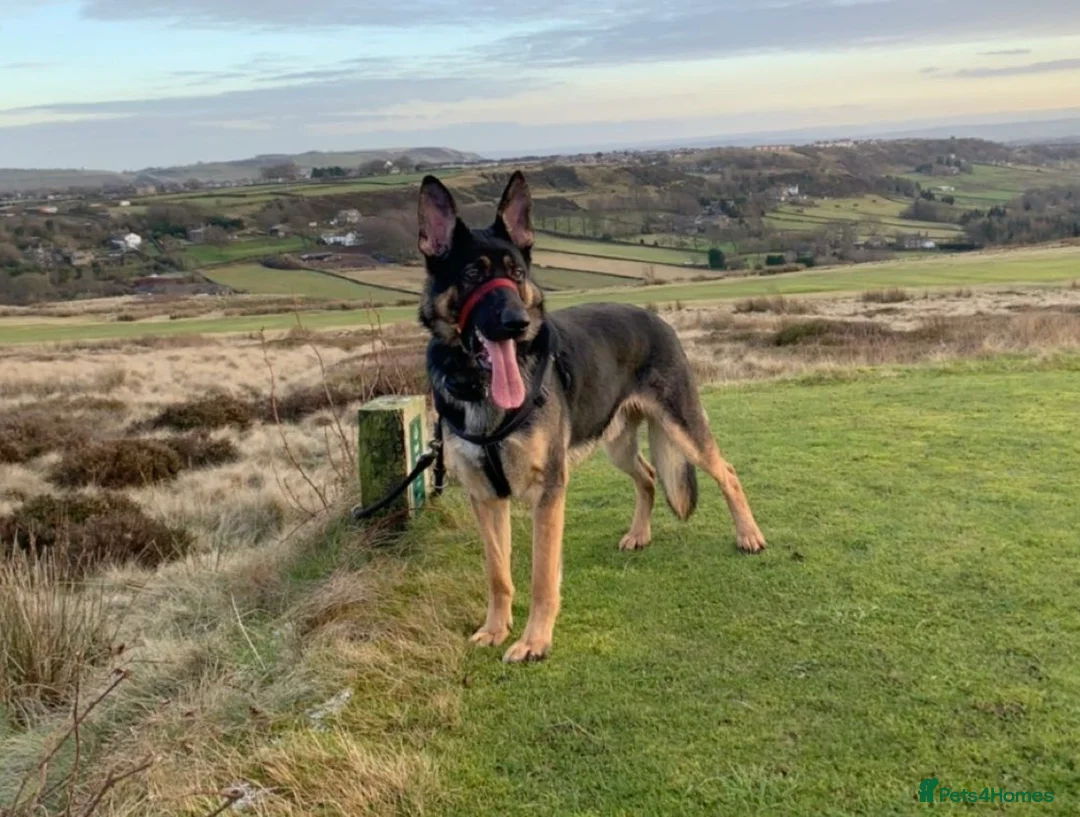 German Shepherd dogs for sale: German shepherd 6 year old male - Advert 1