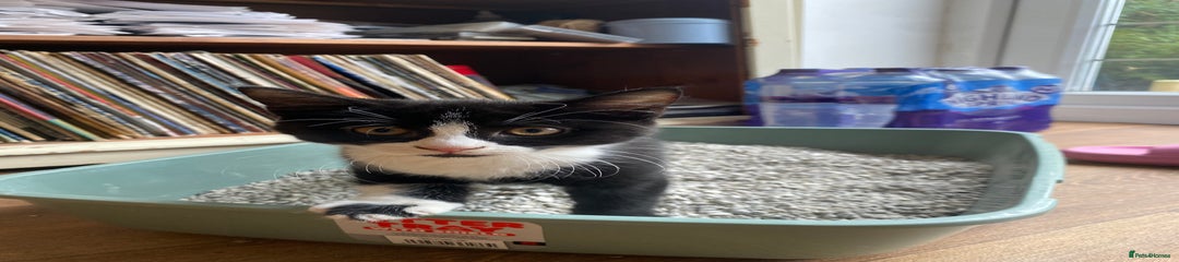 Mixed Breed Kitten 1
