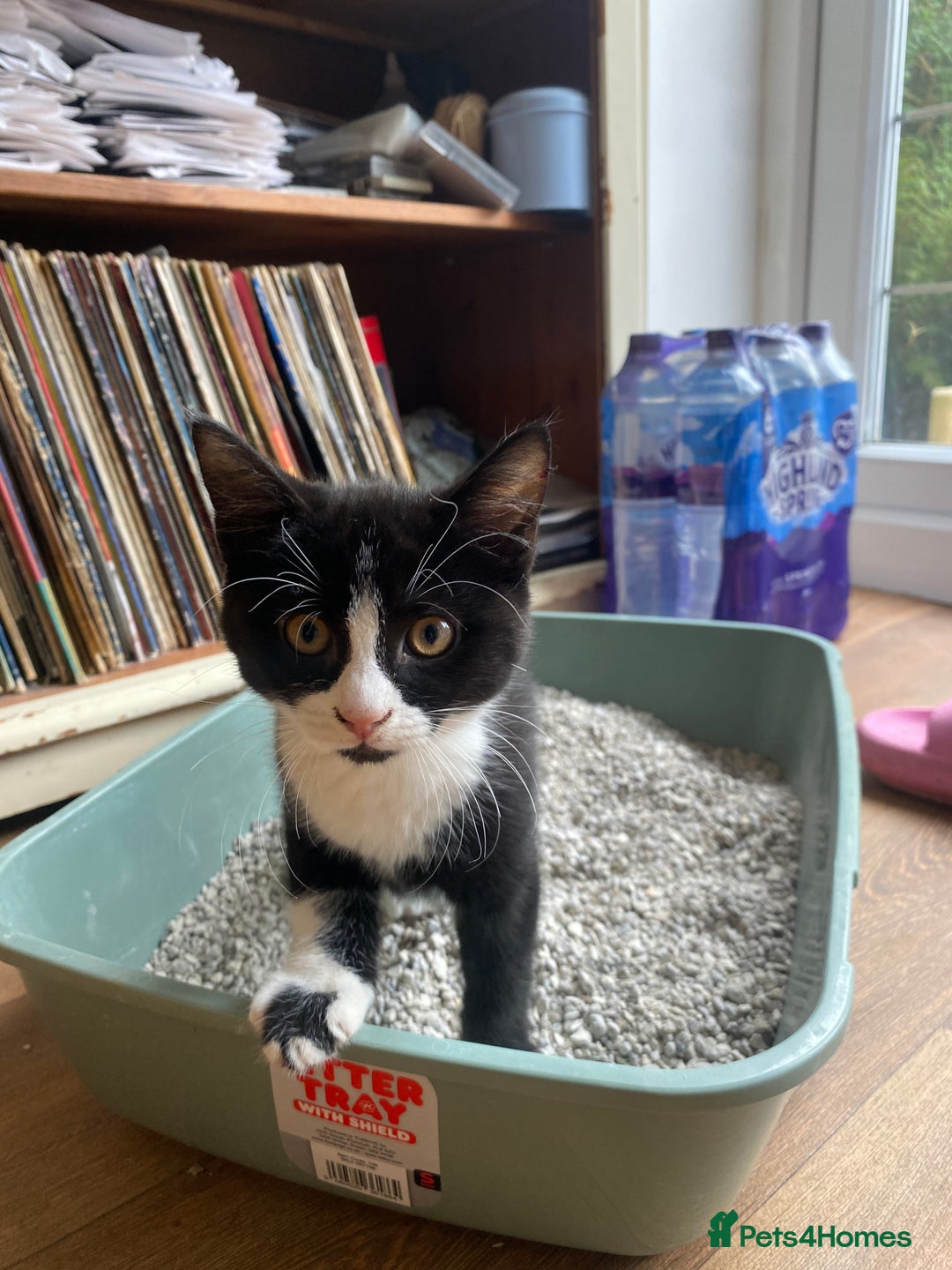 Mixed Breed cats for sale: Black & White kittens - Image 3
