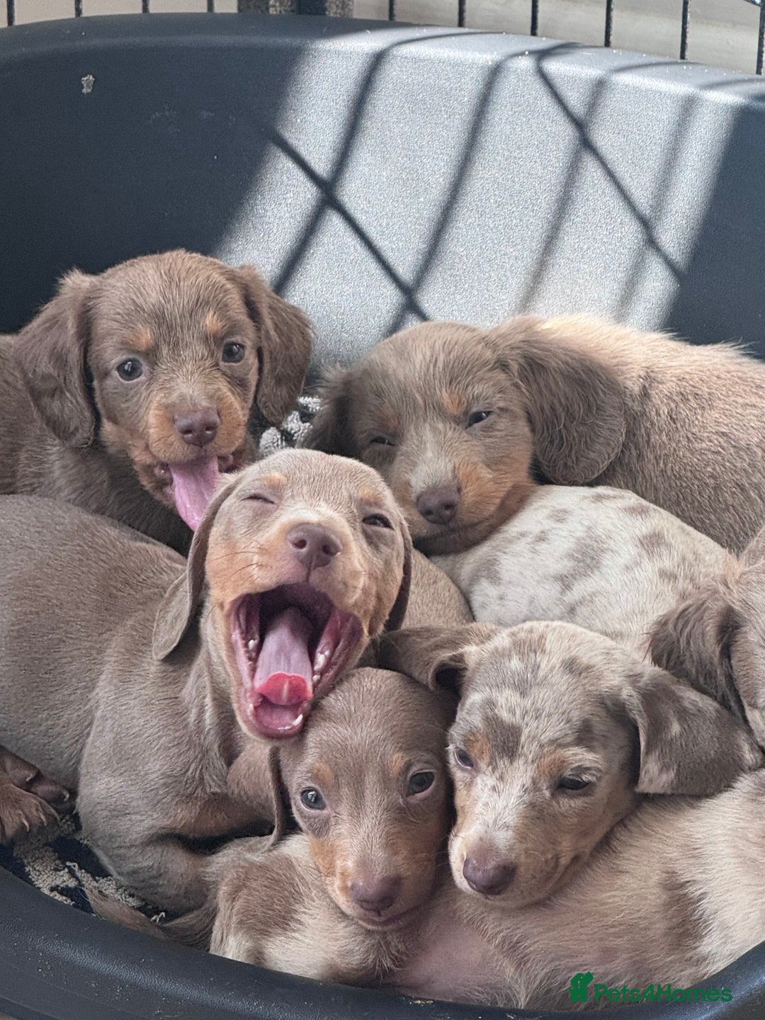 Miniature Dachshund dogs for sale: Gorgeous Miniature Daschunds  - Image 28