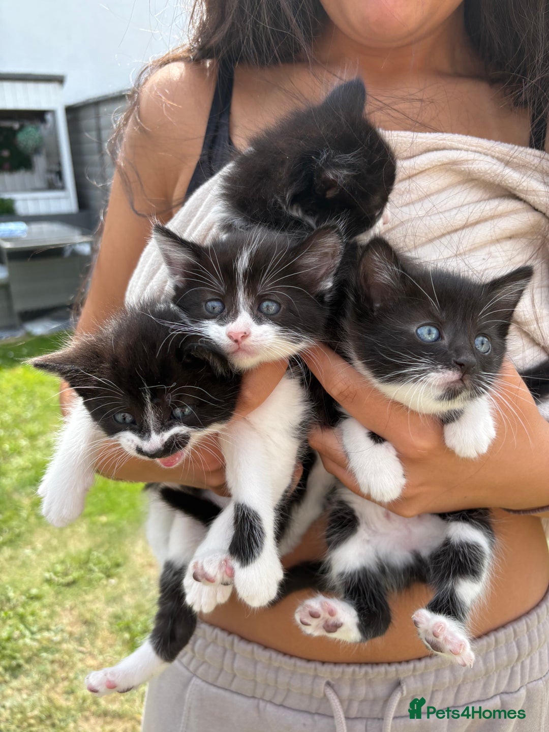 Mixed Breed cats for sale: 4 Kittens  - Image 2