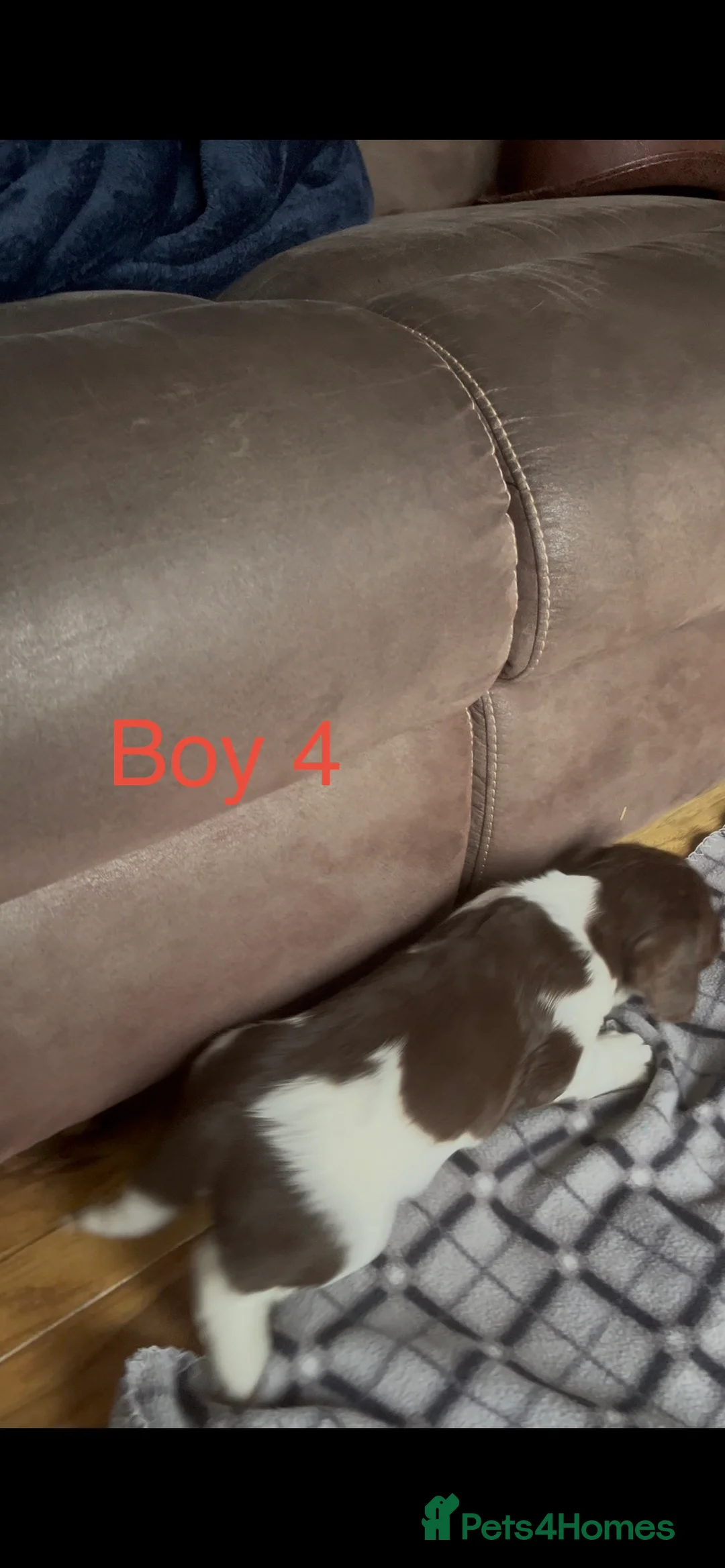 English Springer Spaniel dogs for sale: 5 beautiful English springer spaniel puppies  - Advert 12