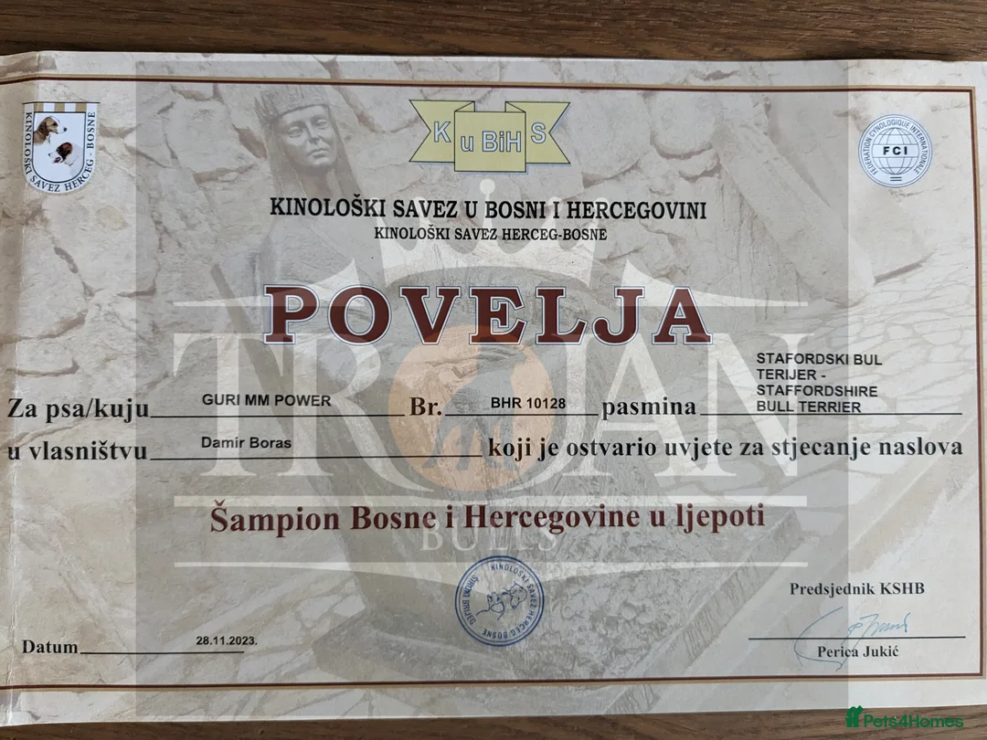 Staffordshire Bull Terrier dogs for stud: 🏆EXCLUSIVE GRAND CHAMPION BLACK BLUE GENE STUD🏆 in Basingstoke - Advert 9