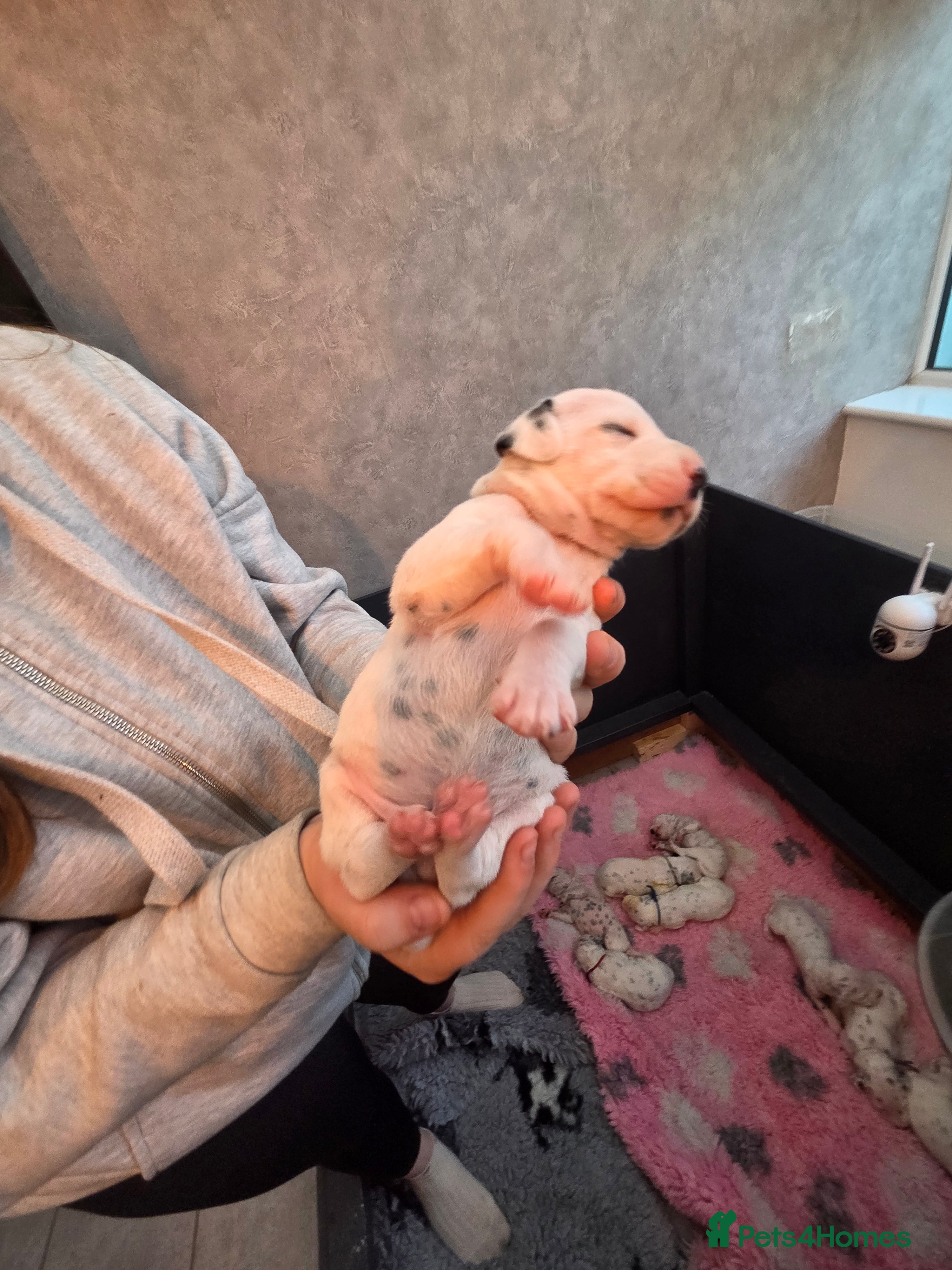 Dalmatian dogs Stunning Pure Dalmation Puppies  - Advert 2