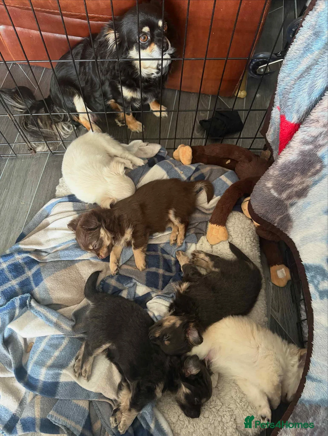 Gallery Image {{count}}