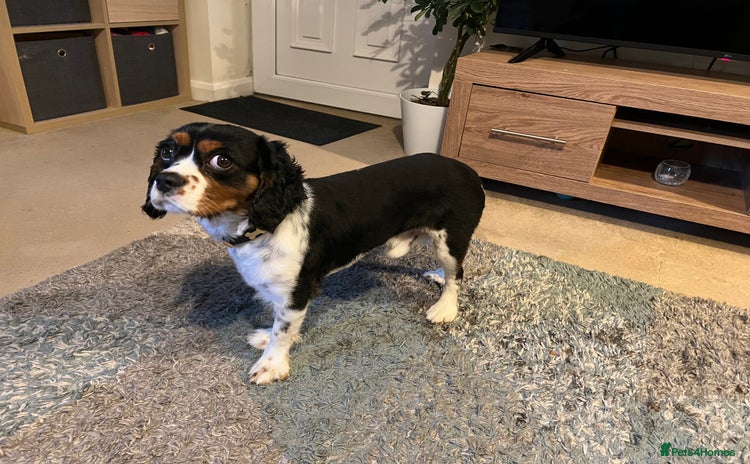 Cavalier King Charles Spaniel dogs - Advert 1