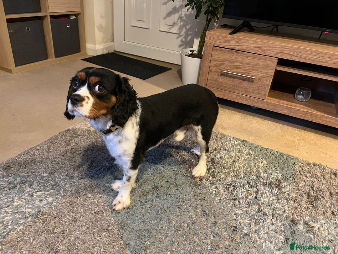 Cavalier King Charles Spaniel dogs for sale: Alfie the Cavalier King Charles - Image 1