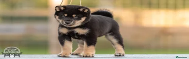Japanese Shiba Inu 2
