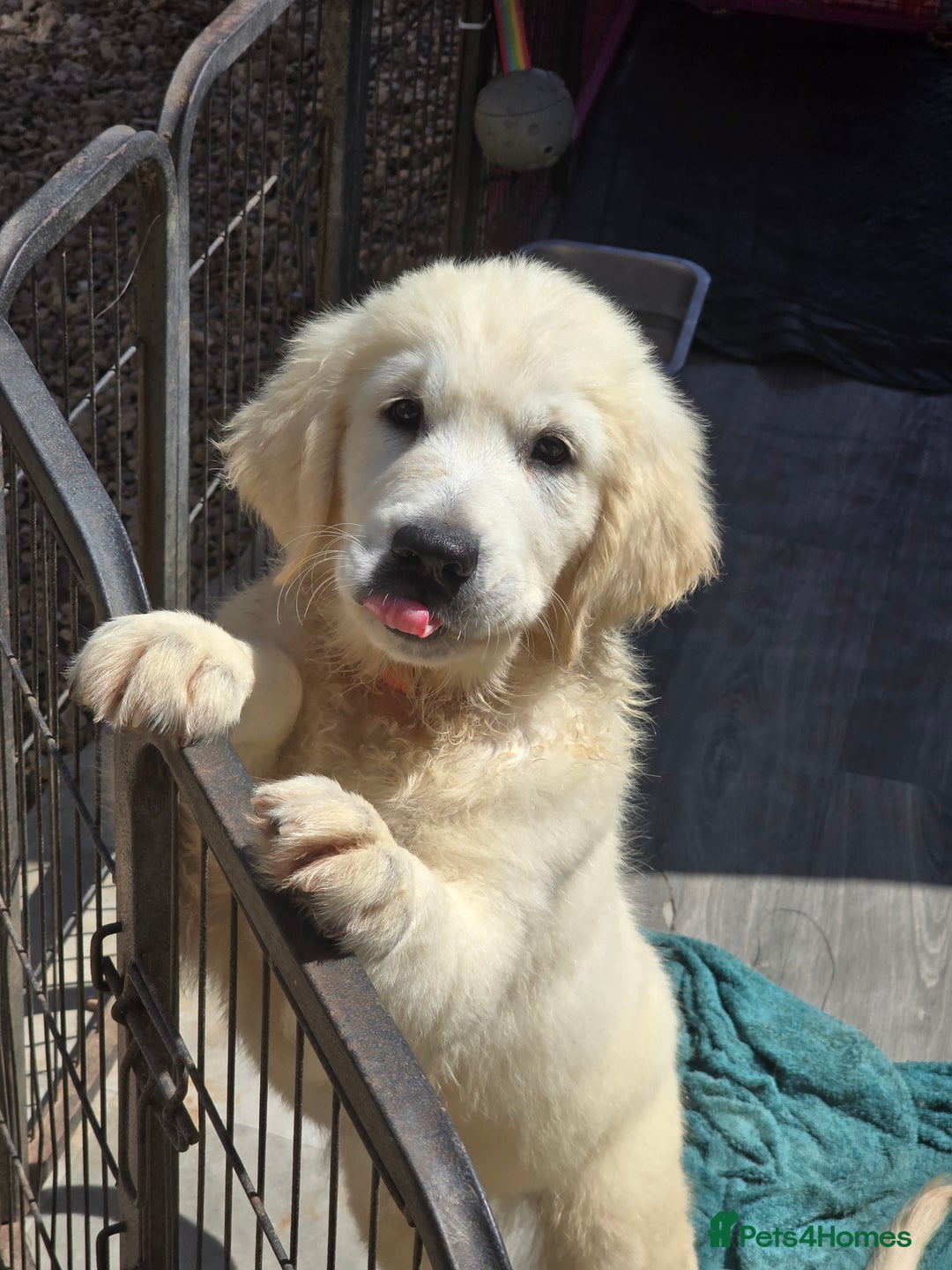 Golden Retriever dogs for sale: Outstanding KC cream golden Retriever puppies in Boston - Image 23