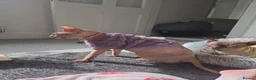 Sphynx cats for sale: Young Female Sphynx  - Advert 5