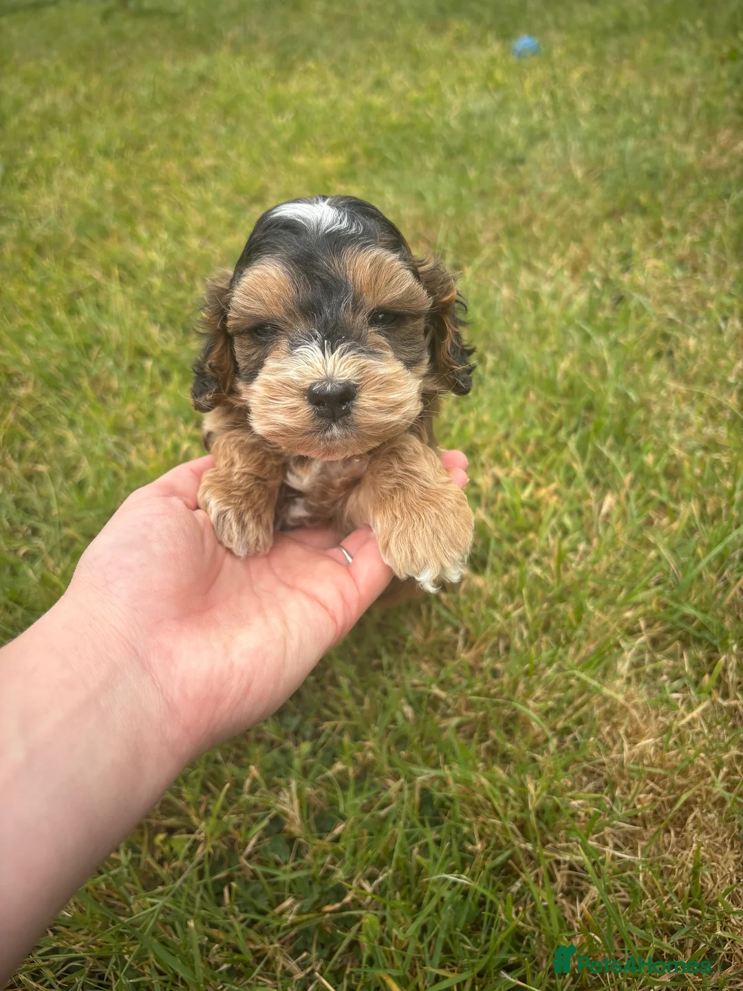Cockapoo dogs for sale: Beautiful cockerpoo puppy - Advert 5
