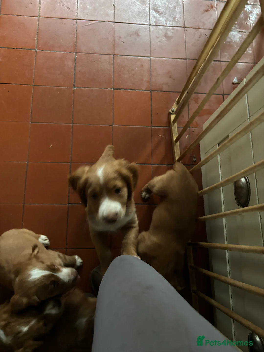 Cocker Spaniel dogs for sale: KC registered Cocker spaniel  - Advert 4