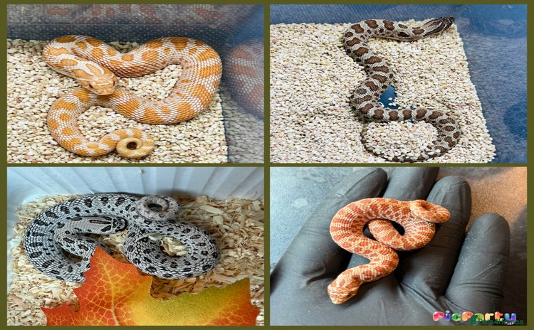 Snake reptiles - Advert 1