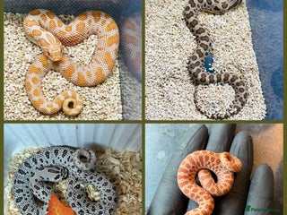 Snake reptiles - Advert 30