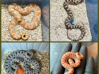 Snake reptiles Cb25 Hognose snakes AMAZING - Advert 4