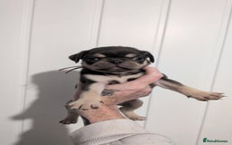 Pug dogs for sale: 2 left quality pug puppies  - Image 8