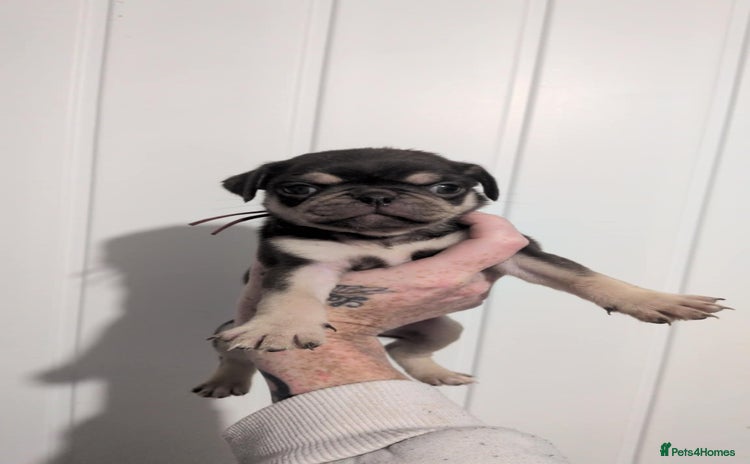 Pug dogs - Advert 2
