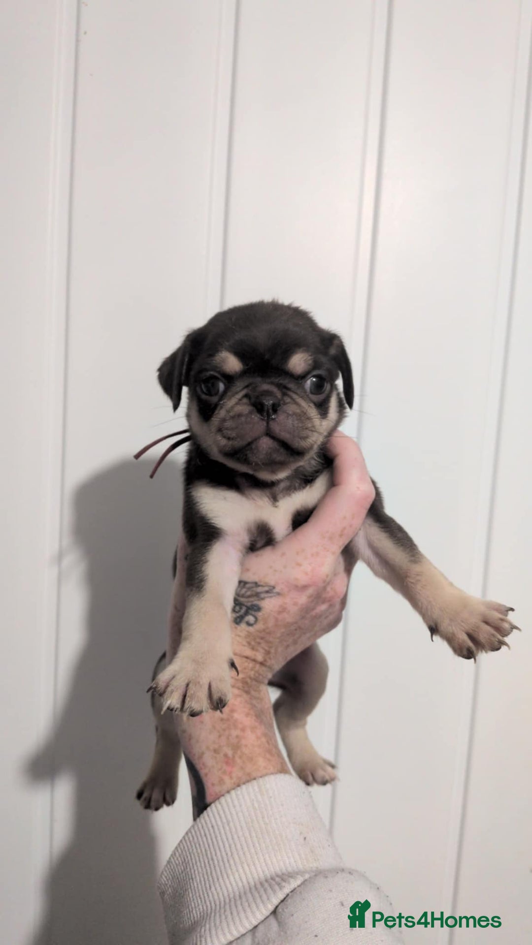 Pug dogs for sale: 2 left quality pug puppies  - Image 8