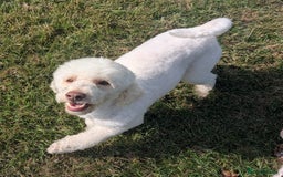 Cockapoo dogs for sale: Licensed breeder, health tested F1 cockapoos in Rugby - Image 7