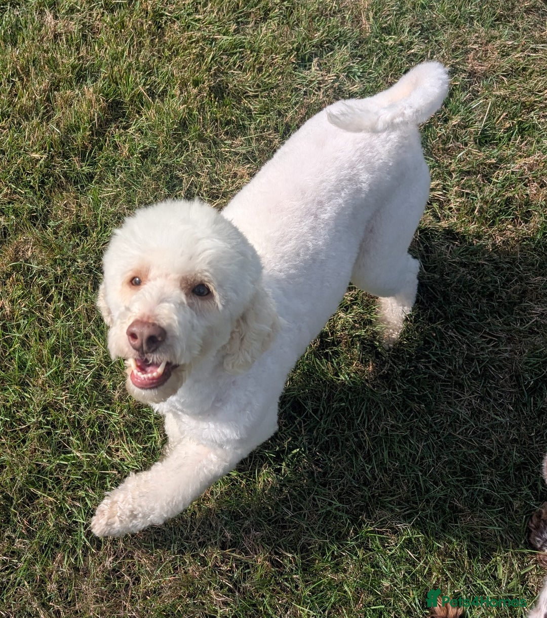 Cockapoo dogs for sale: Licensed breeder, health tested F1 cockapoos in Rugby - Image 7