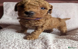 Toy Poodle dogs for sale: Tiny Red Toy Poodles Available now - Image 13
