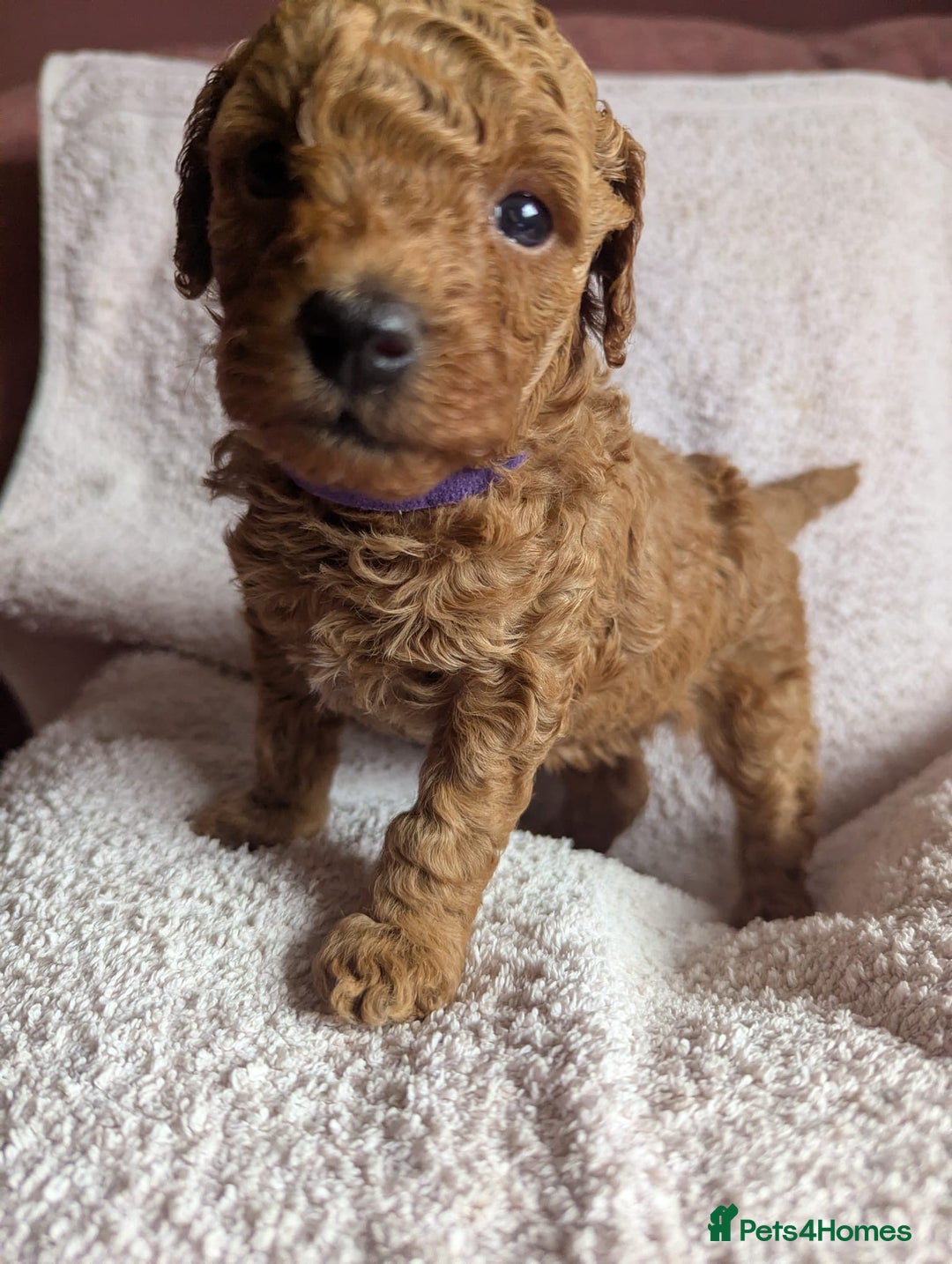 Toy Poodle dogs for sale: Tiny Red Toy Poodles Available now - Image 13