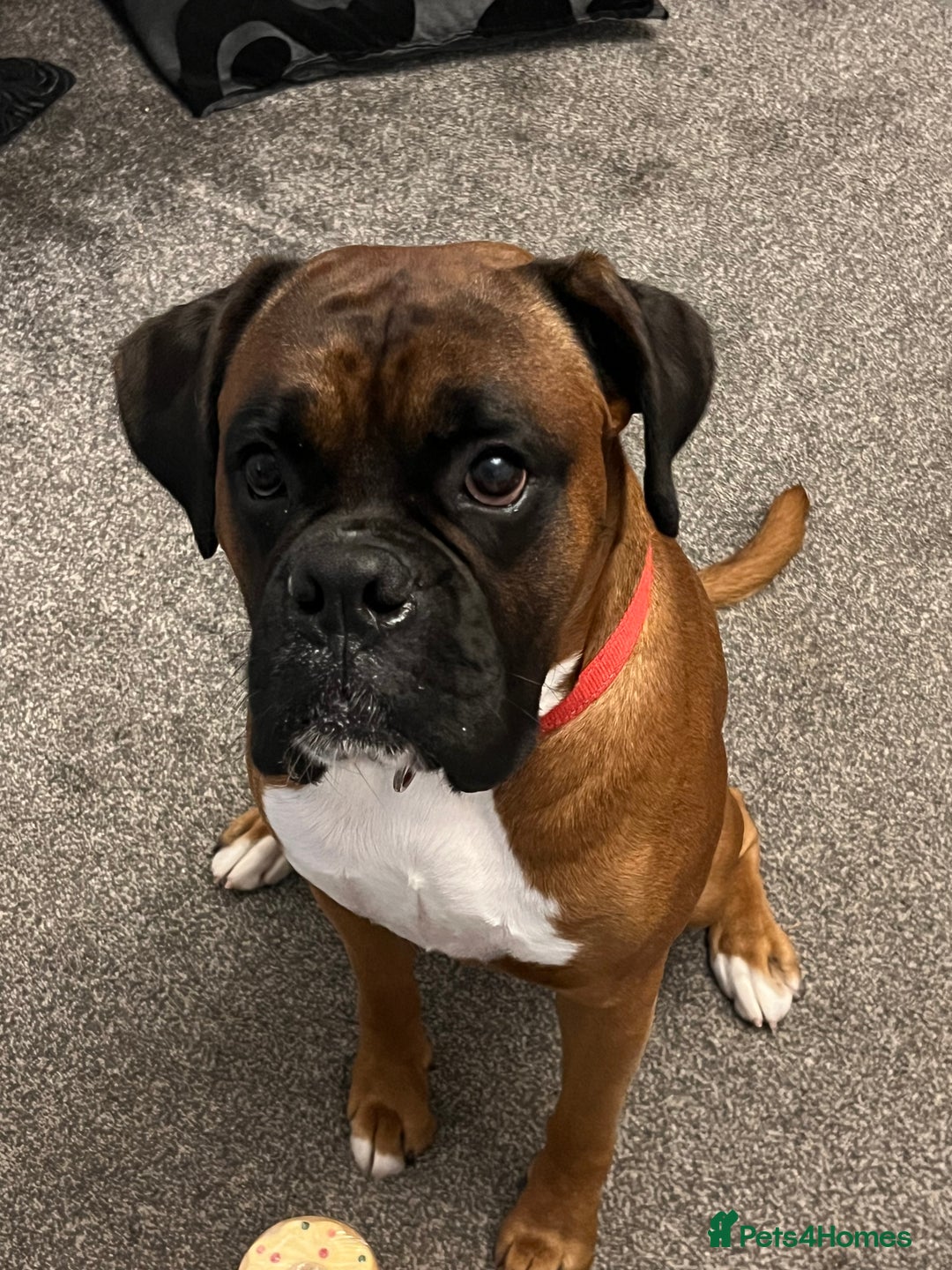 Boxer dogs for stud: Boxer Stud KC Reg & Proven - Advert 5