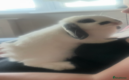 Mini Lop rabbits for sale: White and grey mini lop 6 Months  - Image 5