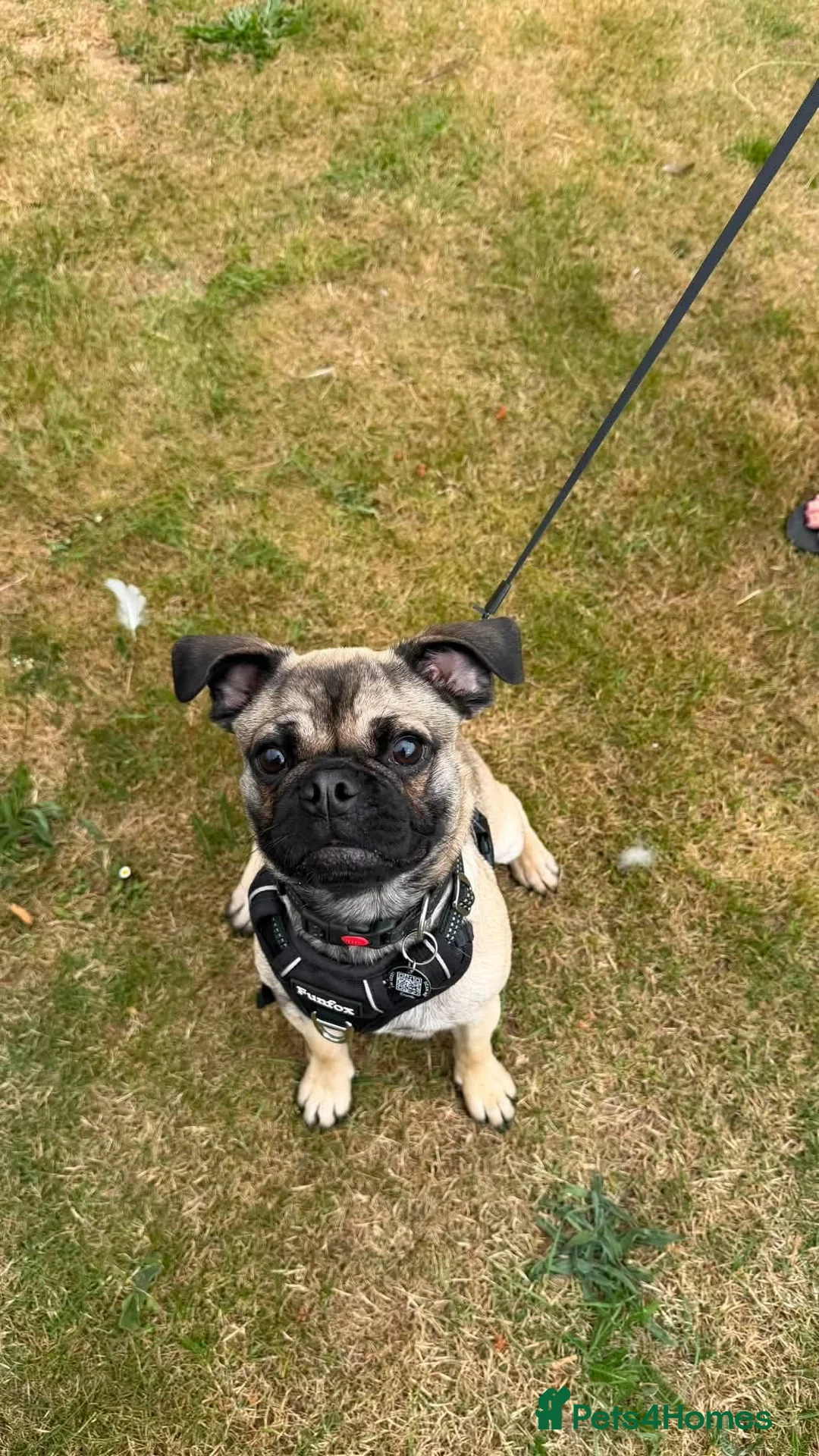 Mixed Breed dogs for adoption: Tiny  - Advert 1