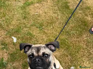 Mixed Breed dogs Tiny - Advert 13