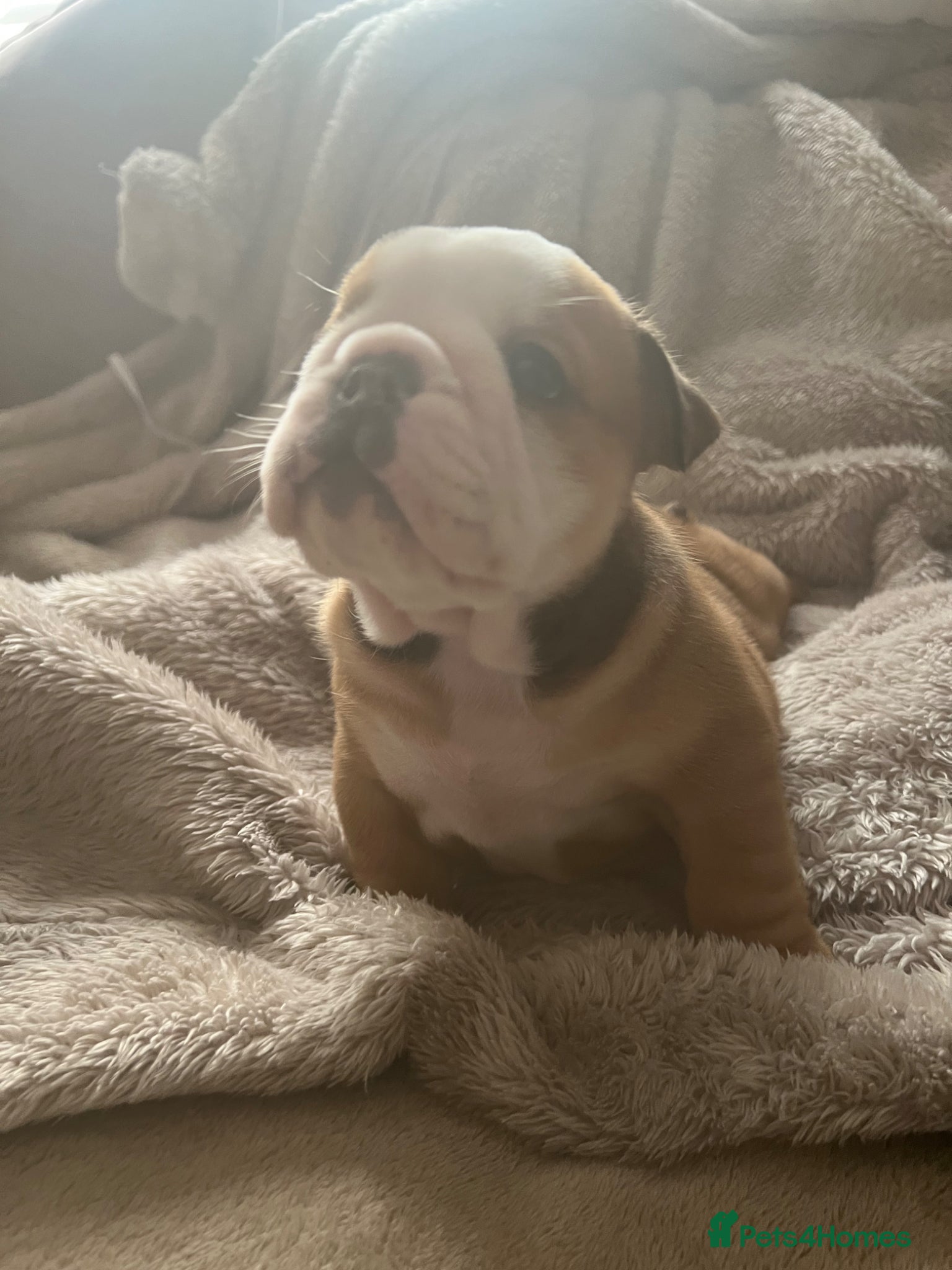 English Bulldog dogs KC registered Traditional English bulldog puppies - Advert 11