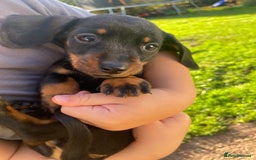 Dachshund dogs for sale: Miniature Dachshund Puppies ⭐️ only two left ⭐️ - Advert 15