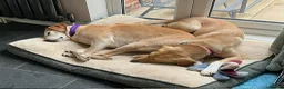 Mixed Breed dogs for adoption: Lily - Almost 2 years, Labrador Girl in Peacehaven - Advert 6