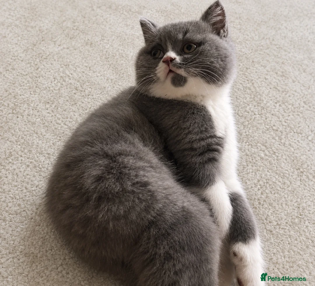 British Shorthair cats for sale: Beautiful bi colour male British short hair  - Advert 8