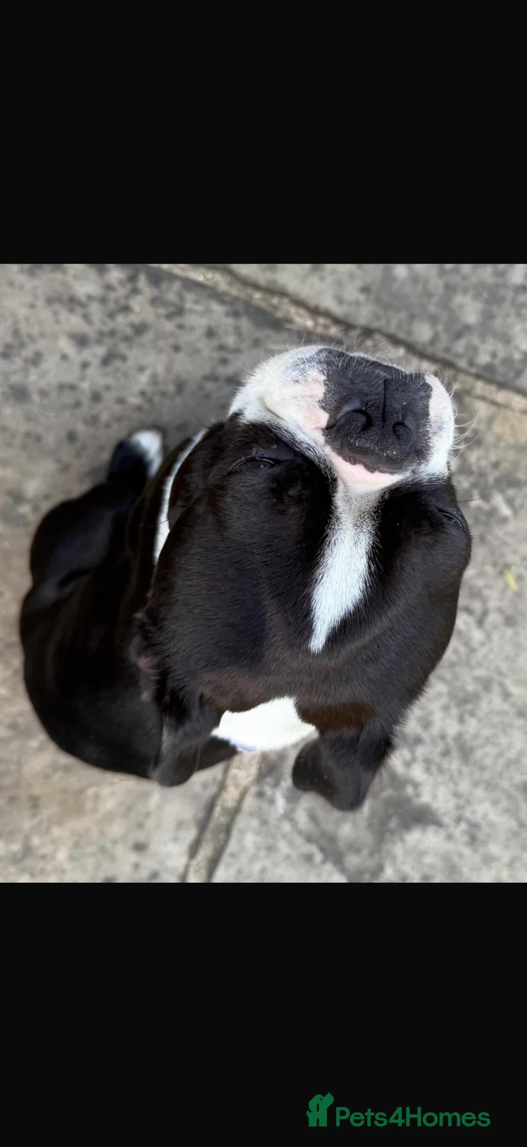 Boston Terrier dogs for stud: Bolt - beautiful temperament- great markings in St Albans - Advert 2