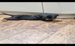 Rottweiler dogs for sale: Fabulous German bloodline pups - Image 14