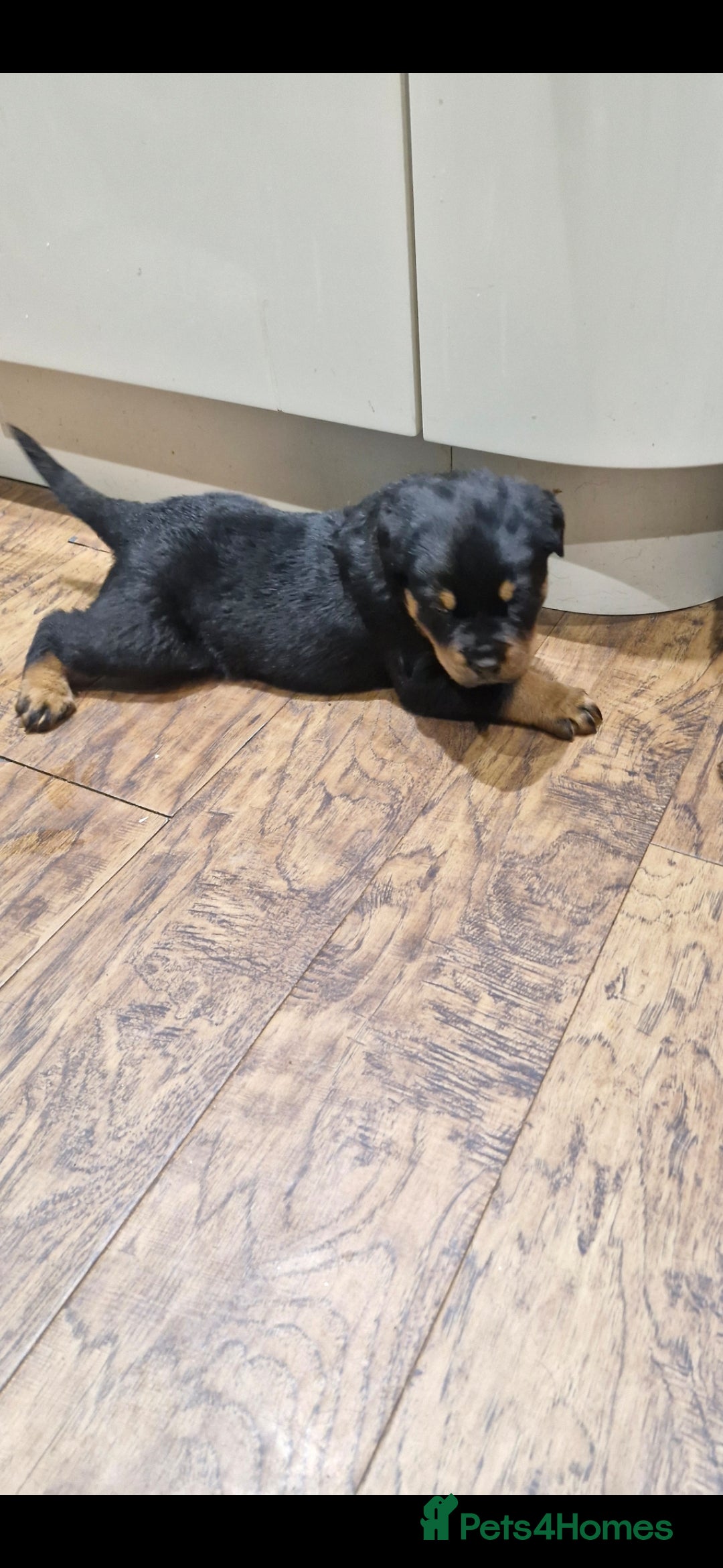 Rottweiler dogs for sale: Fabulous German bloodline pups - Image 14