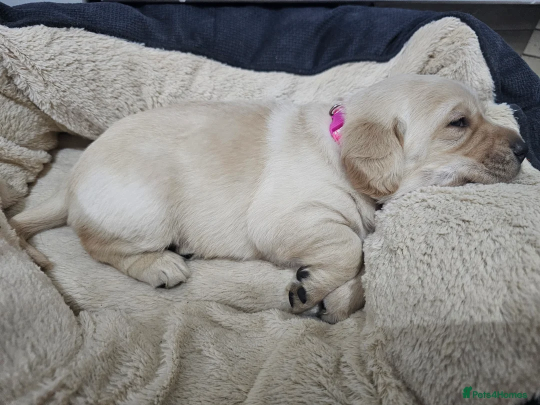 Cockerdor dogs for sale: The most loving Cockerdor/Spanador - Advert 27