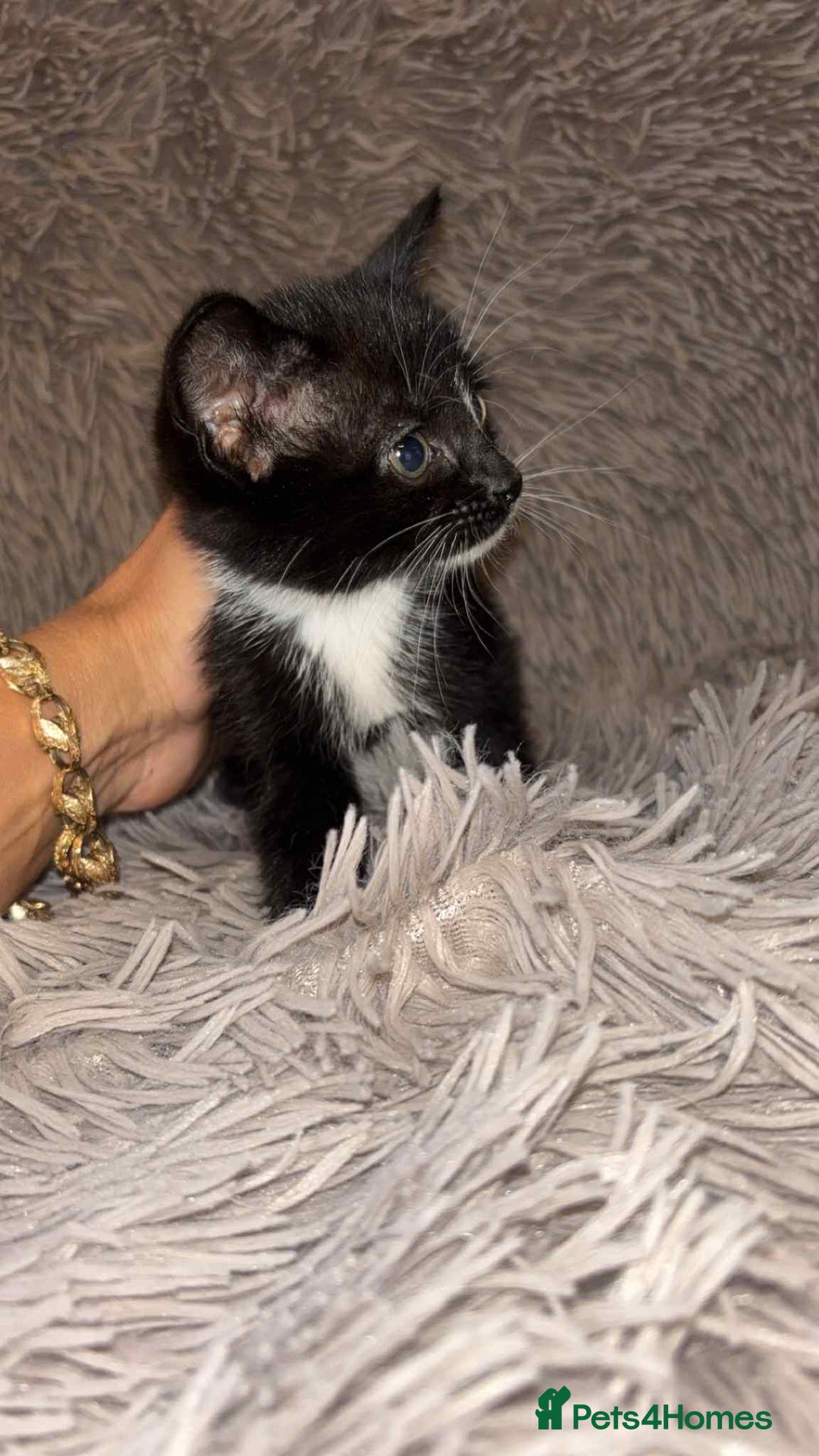 Mixed Breed cats for sale: Beautiful babies  - Image 2