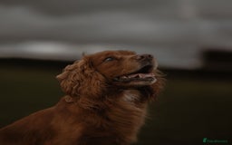 Cocker Spaniel dogs for stud: Stud  - Image 1