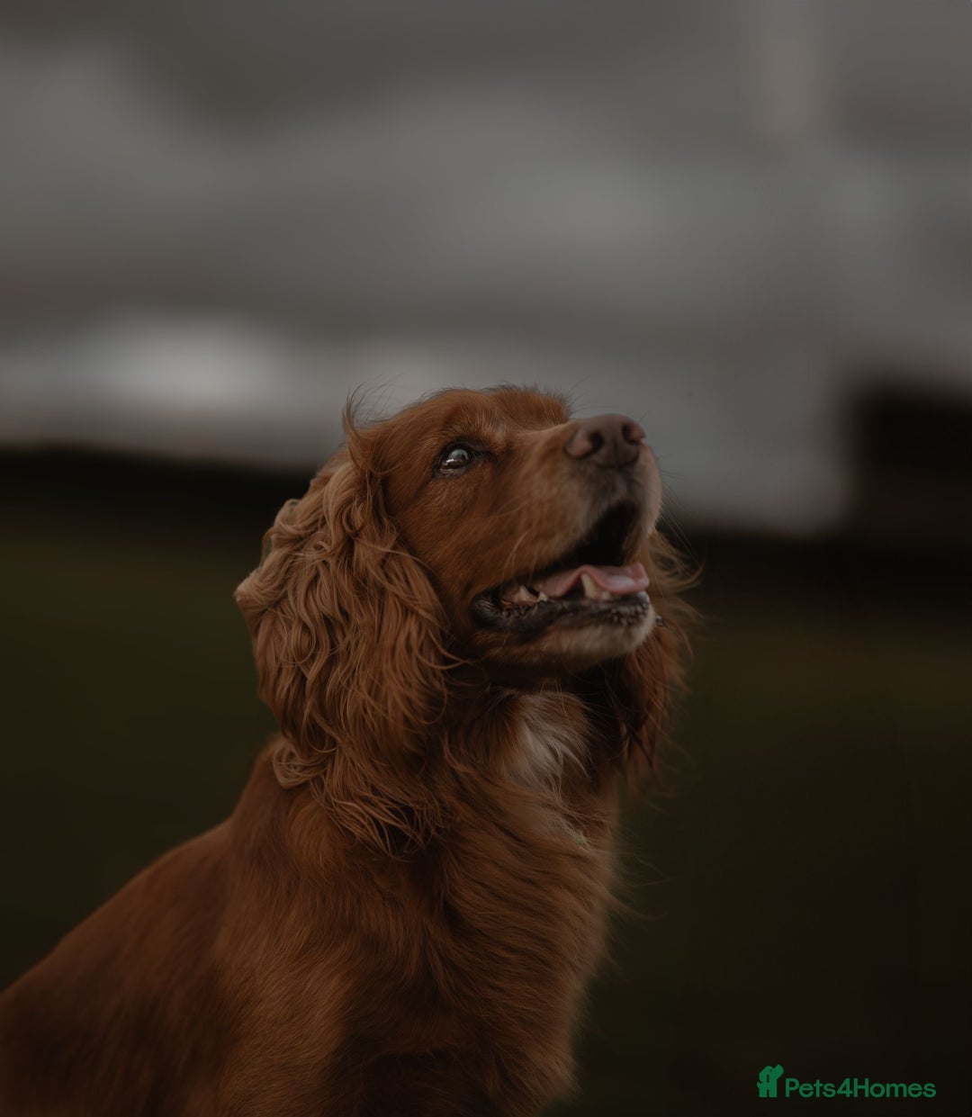 Cocker Spaniel dogs for stud: Stud  - Image 1