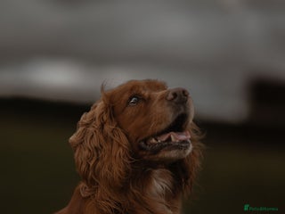 Cocker Spaniel dogs for stud - Advert 1