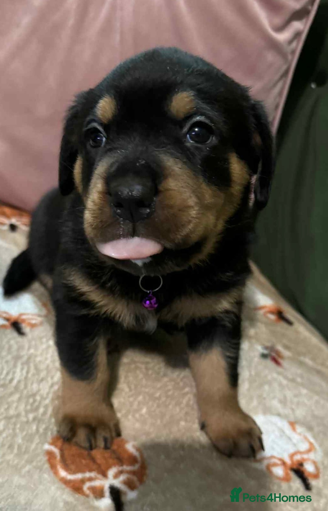 Rottweiler dogs for sale: Beautiful Rottweiler puppies  - Image 16