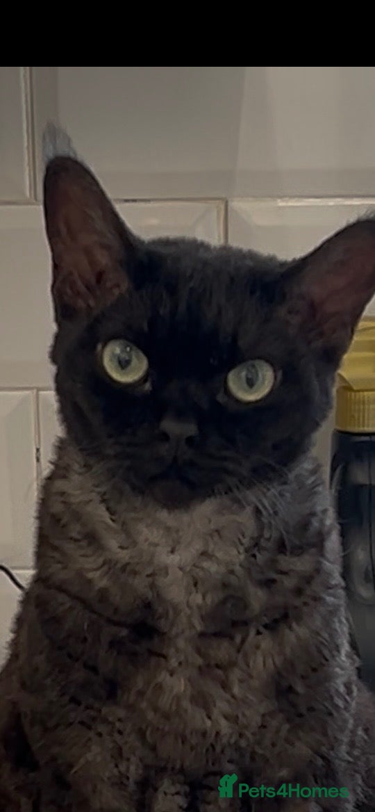 Devon Rex cats 5 yr old Devon Rex male  - Advert 1