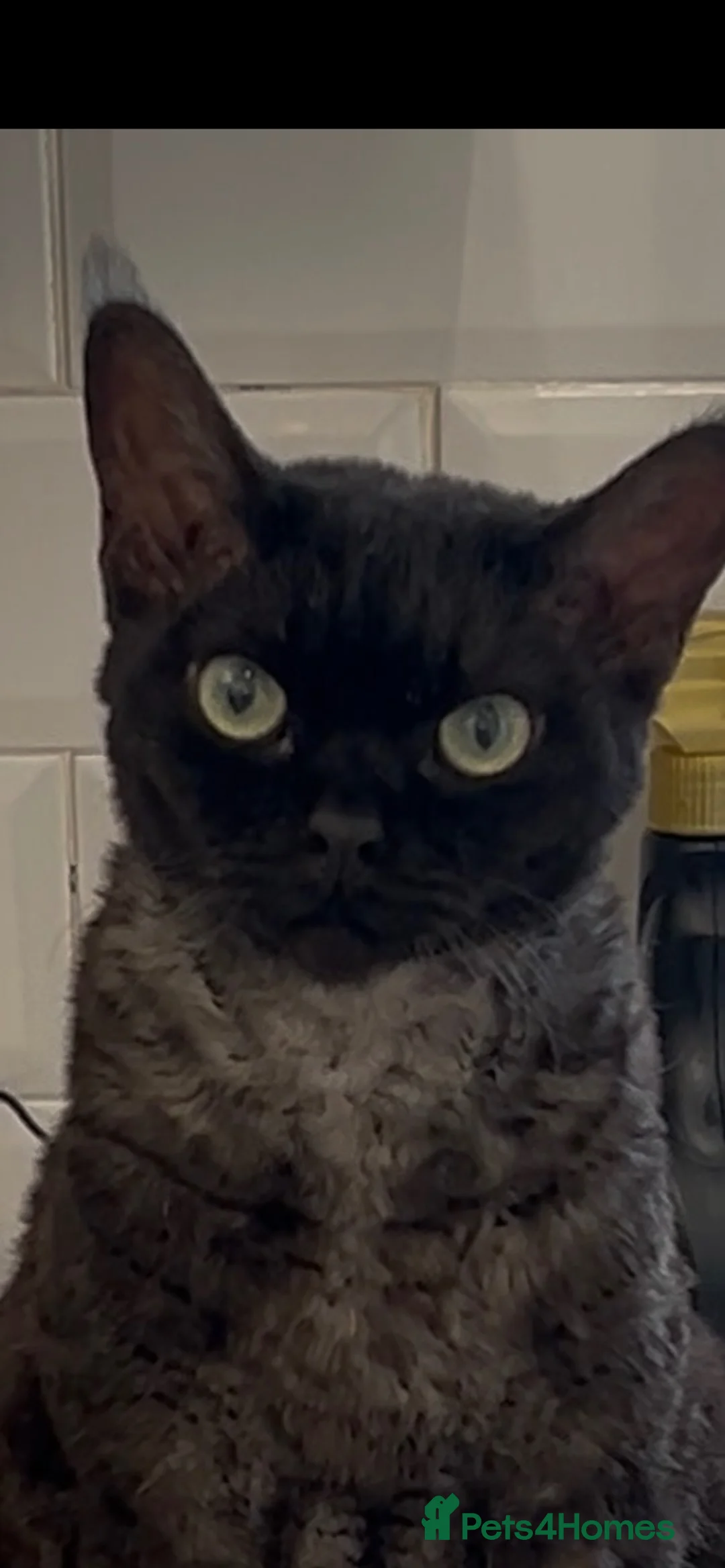 Devon Rex cats for sale: 5 yr old Devon Rex male  - Advert 1