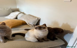 British Shorthair cats for sale: British Short hair - Image 5