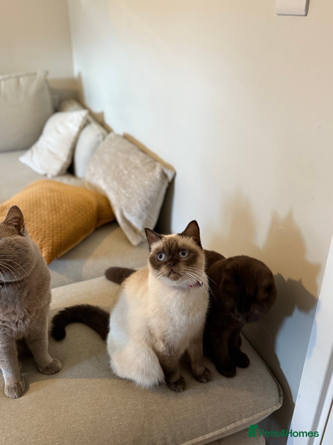 British Shorthair cats for sale: British Short hair - Image 5